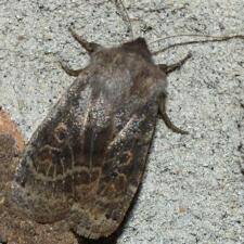 Homoglaea hircina