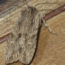 Lithophane hemina