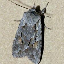 Lithophane thaxteri