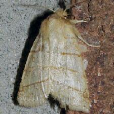 Pyreferra citrombra