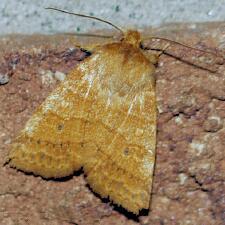 Pyreferra pettiti