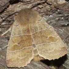 Eupsilia morrisoni