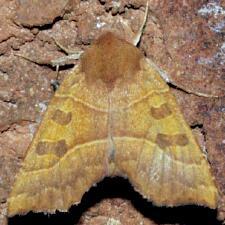 Eucirroedia pampina