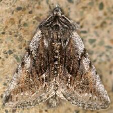 Pleromelloida bonuscula