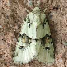 Lacinipolia implicata
