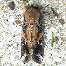 Spodoptera frugiperda