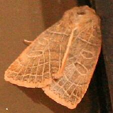 Chaetaglaea sericea