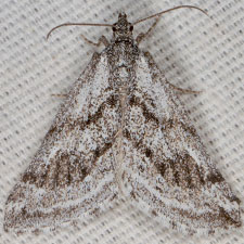 Scelidacantha fuscata