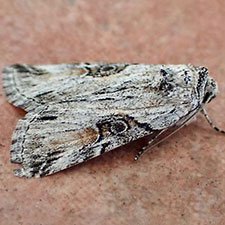 Sympistis orbicularis