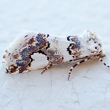 Tristyla alboplagiata