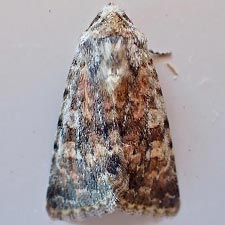Sympistis melantho