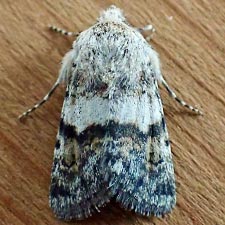 Sympistis fasciata