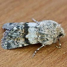 Sympistis fasciata