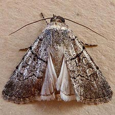 Sympistis bakeri