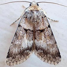 Sympistis pallida