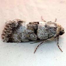 Sympistis pallida