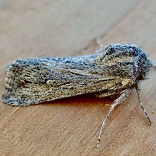 Eucoptocnemis canescens