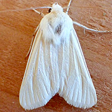 Copablepharon spiritum