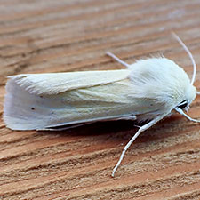 Copablepharon spiritum