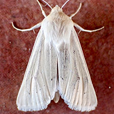 Copablepharon spiritum