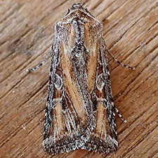 Euxoa pluralis