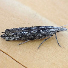 Ypsolopha walsinghamiella