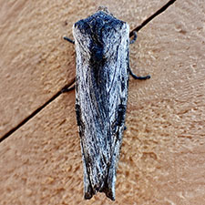 Xylena brucei