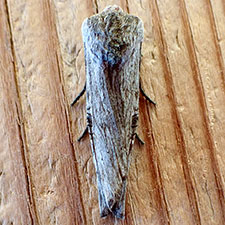 Xylena brucei