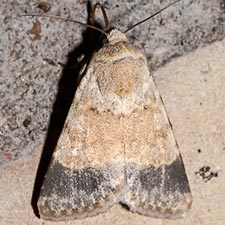 Sympistis modesta