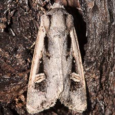 Dichagyris arabella