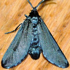 Triprocris lustrans