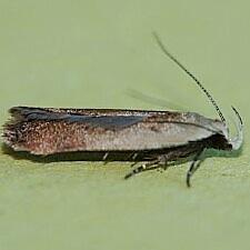 Anacampsis fullonella