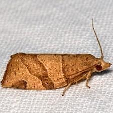 Pandemis lamprosana