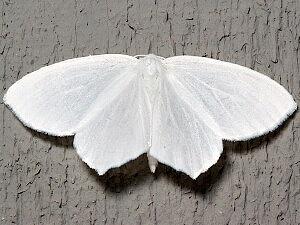 Eugonobapta nivosaria