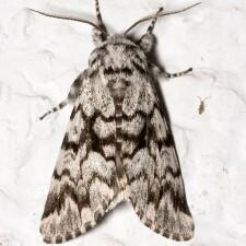 Panthea acronyctoides