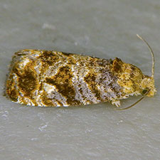 Paralobesia landryi