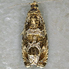 Olethreutes galevora