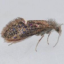 Dyseriocrania griseocapitella
