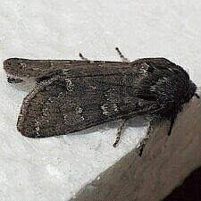 Psaphida rolandi