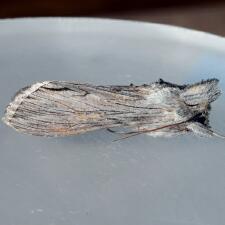 Cucullia laetifica
