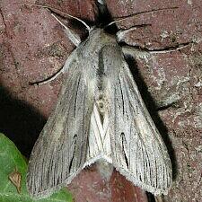Cucullia laetifica