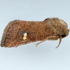 Tricholita notata