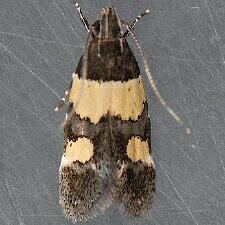 Triclonella determinatella