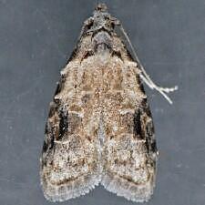 Carposina fernaldana