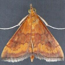 Pyrausta rubricalis