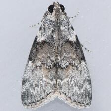 Pococera humerella