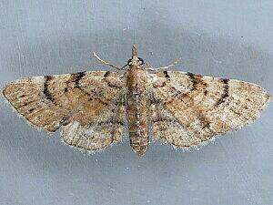 Eupithecia palpata