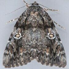 Catocala ilia