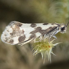 Greya obscuromaculata