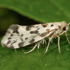Greya punctiferella